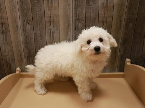 Bichon Frise DOG Female White 27016 Petland Racine, Wisconsin