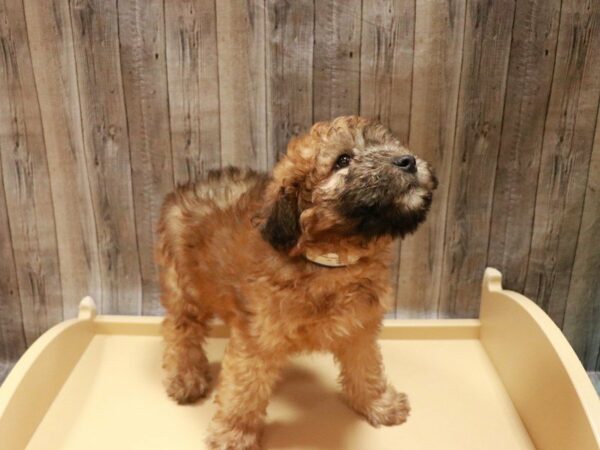 Soft Coated Wheaten Terrier DOG Male Wheaten 27015 Petland Racine, Wisconsin