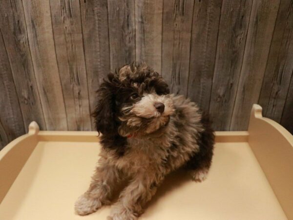 Schnoodle-DOG-Female-Chocolate Merle-27084-Petland Racine, Wisconsin