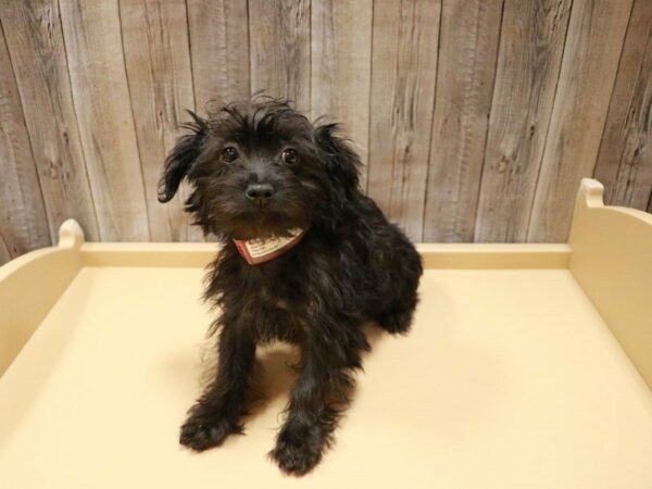 Poodle/Yorkshire Terrier-DOG-Female-Black-27083-Petland Racine, Wisconsin