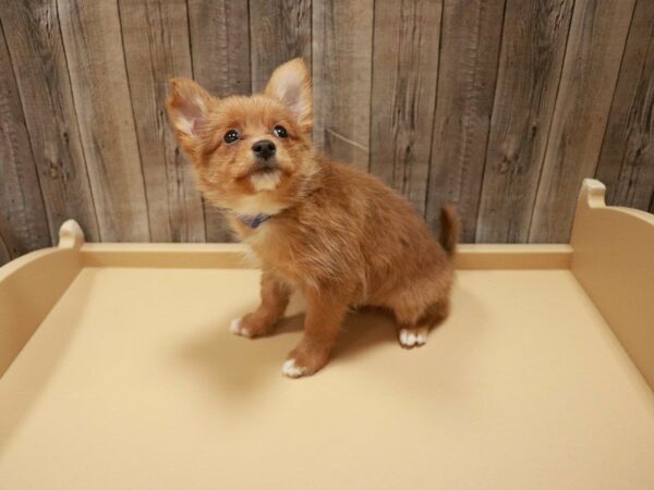 Yorkie DOG Male Brown 27082 Petland Racine, Wisconsin