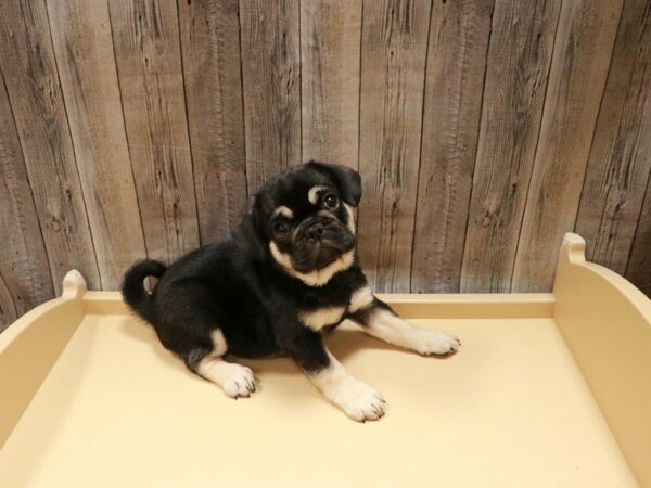 French Bulldog/Pug-DOG-Female-Black / Tan-27081-Petland Racine, Wisconsin