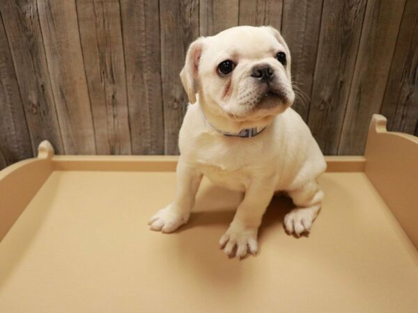 French Bulldog/Pug DOG Male White 27080 Petland Racine, Wisconsin