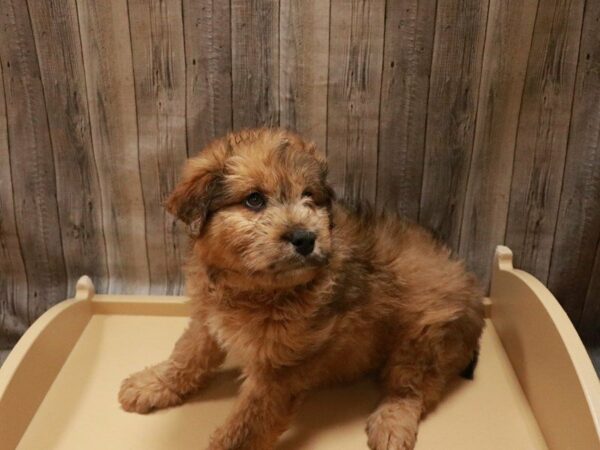 Australian Shepherd/Soft Coated Wheaten Terrier-DOG-Male-Red Merle-27079-Petland Racine, Wisconsin