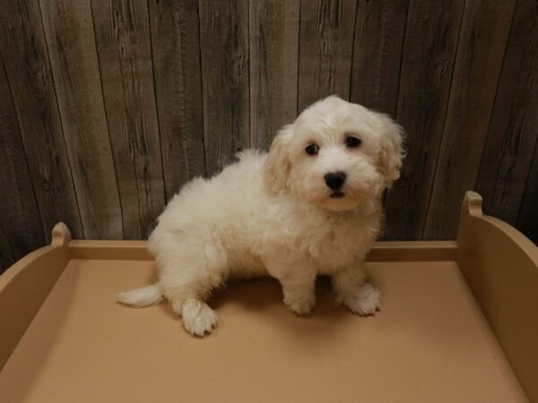 Havachon DOG Male White 27078 Petland Racine, Wisconsin