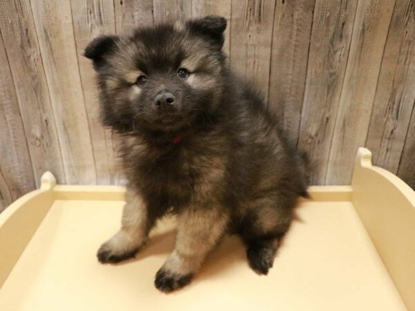 Keeshond DOG Female Black / Silver 27077 Petland Racine, Wisconsin