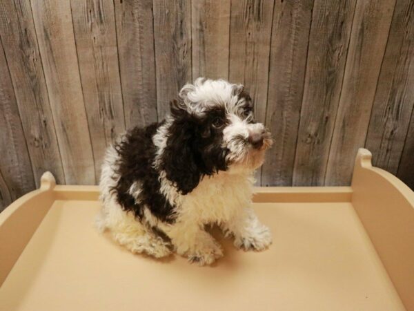 Poodle Mini DOG Female Chocolate / White 27076 Petland Racine, Wisconsin