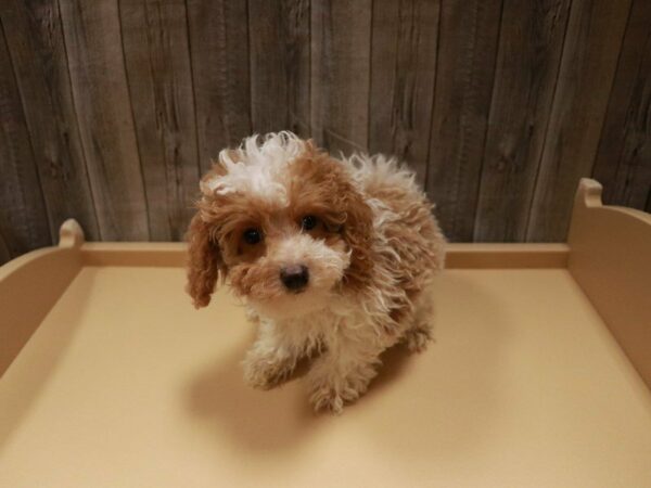 Poodle Mini DOG Male Apricot 27075 Petland Racine, Wisconsin