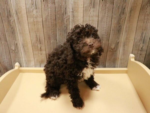 Goldendoodle DOG Female Chocolate 27074 Petland Racine, Wisconsin