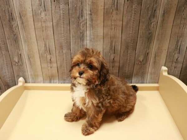 Lhasapoo DOG Male Red / White 27073 Petland Racine, Wisconsin