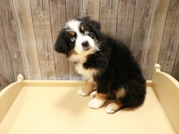 Australian Shepherd DOG Female Black 27072 Petland Racine, Wisconsin