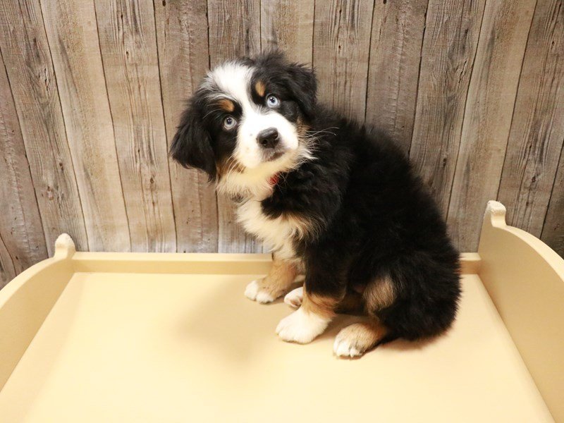 Australian Shepherd