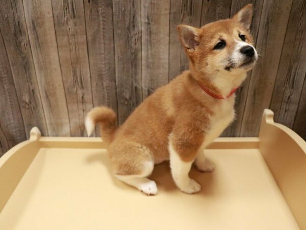 Shiba Inu-DOG-Female-Red Sesame-27071-Petland Racine, Wisconsin