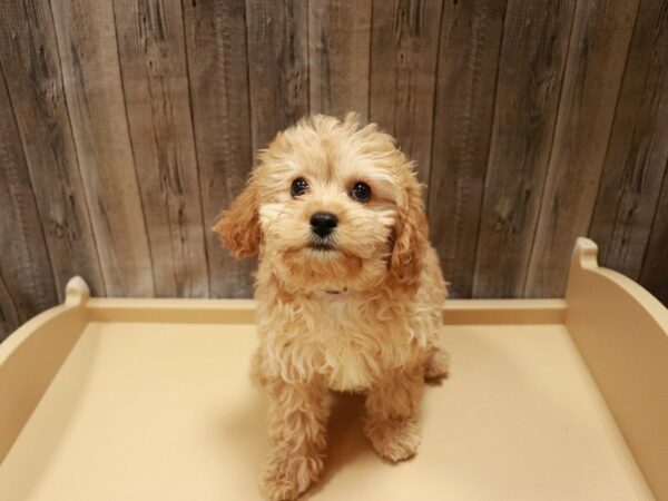 Cavapoo DOG Male Apricot 27068 Petland Racine, Wisconsin