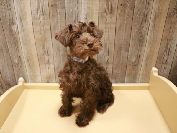 Miniature Schnauzer DOG Male Chocolate 27067 Petland Racine, Wisconsin