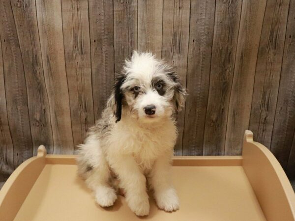 Poodle/Australian Shepherd DOG Male Blue Merle 27066 Petland Racine, Wisconsin