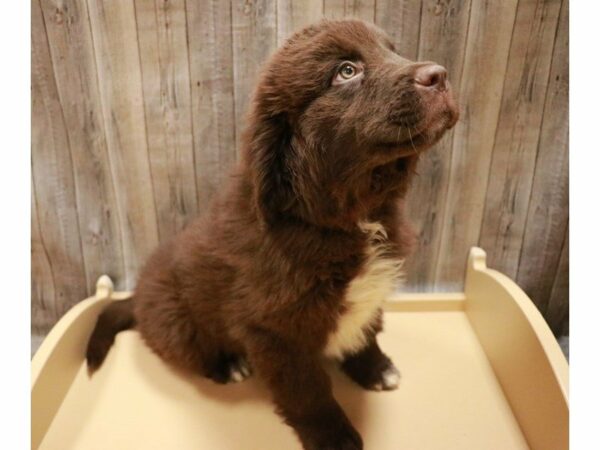 Newfoundland DOG Female Chocolate 27065 Petland Racine, Wisconsin