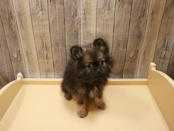 Pomeranian DOG Male Wolf Sable 27064 Petland Racine, Wisconsin