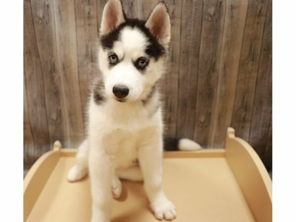 Siberian Husky DOG Female Black / White 27063 Petland Racine, Wisconsin