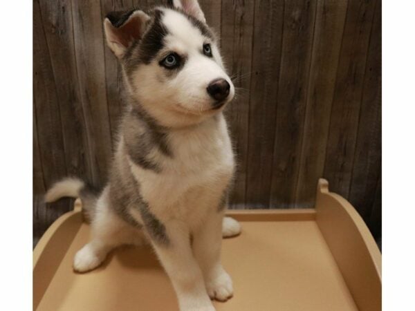 Siberian Husky DOG Male Black / White 27062 Petland Racine, Wisconsin