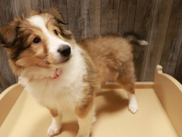 Shetland Sheepdog DOG Female Sable / White 27061 Petland Racine, Wisconsin