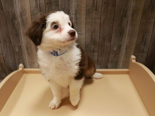 Miniature Australian Shepherd-DOG-Male-Red / White-27058-Petland Racine, Wisconsin