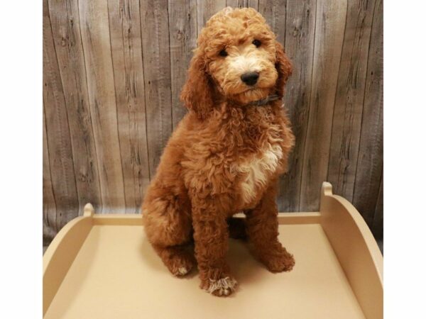 Poodle Standard DOG Male Red / White 27057 Petland Racine, Wisconsin