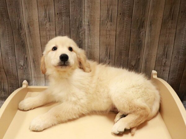 Golden Retriever-DOG-Male-Golden-27054-Petland Racine, Wisconsin