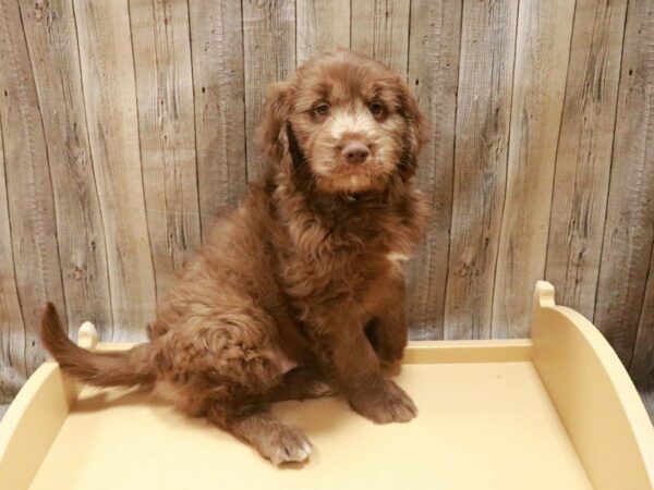 Goldendoodle 2nd Gen-DOG-Male-Chocolate-27055-Petland Racine, Wisconsin