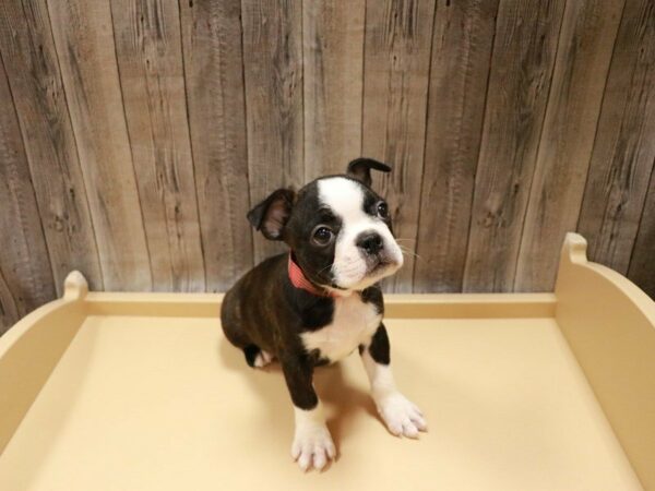 Boston Terrier DOG Female Black Brindle / White 27053 Petland Racine, Wisconsin