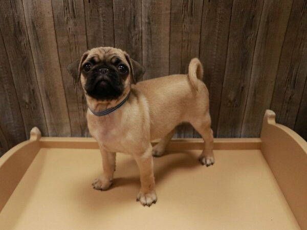 Pug DOG Male Fawn 27052 Petland Racine, Wisconsin