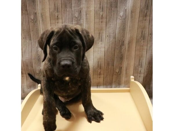 English Mastiff-DOG-Male-Brindle-27051-Petland Racine, Wisconsin