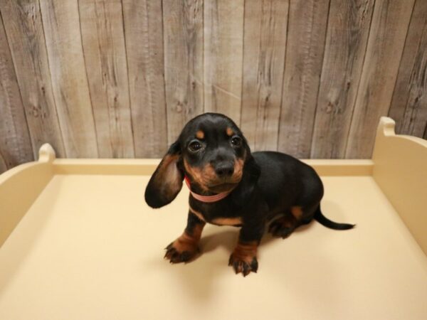 Miniature Dachshund-DOG-Male-Black & Tan-27050-Petland Racine, Wisconsin