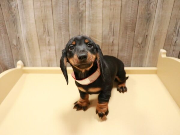 Miniature Dachshund-DOG-Male-Black & Tan-27049-Petland Racine, Wisconsin