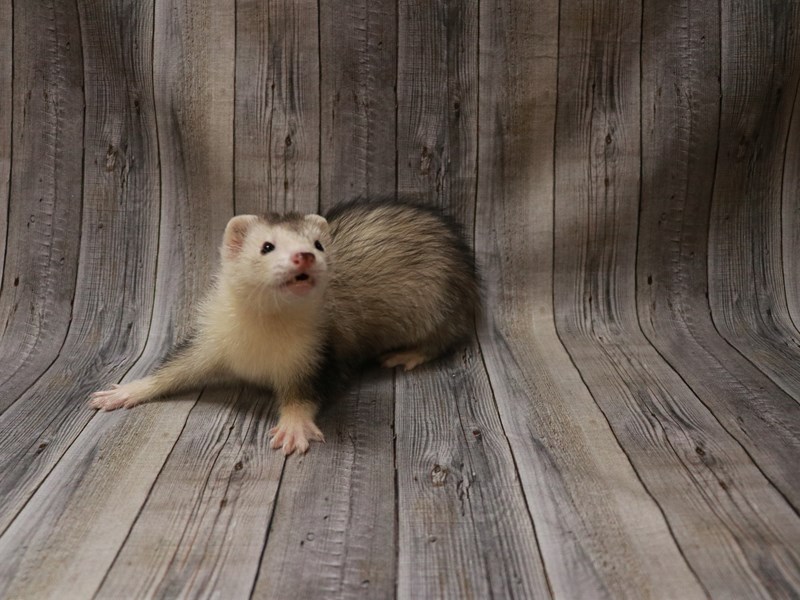 Ferret