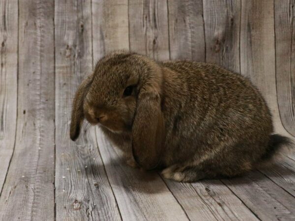 Mini Lop RABBIT Female 27044 Petland Racine, Wisconsin