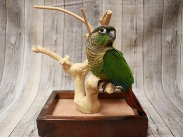 Green Cheek Conure BIRD 27043 Petland Racine, Wisconsin