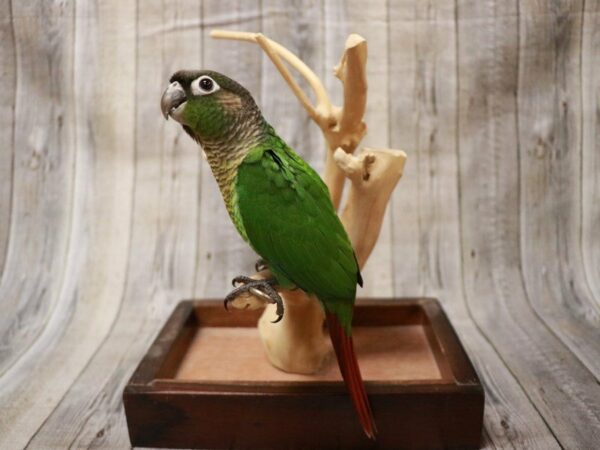 Green Cheek Conure BIRD 27042 Petland Racine, Wisconsin