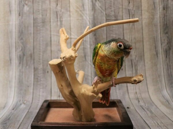 Yellow Sided Green Cheek Conure-BIRD---26616-Petland Racine, Wisconsin