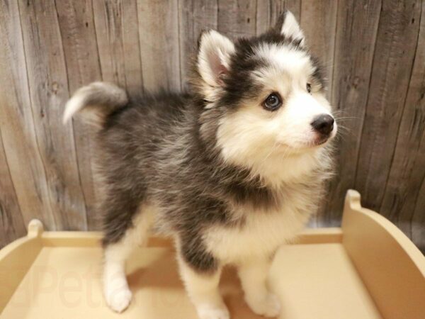 Pomsky DOG Female Black / Tan 27115 Petland Racine, Wisconsin