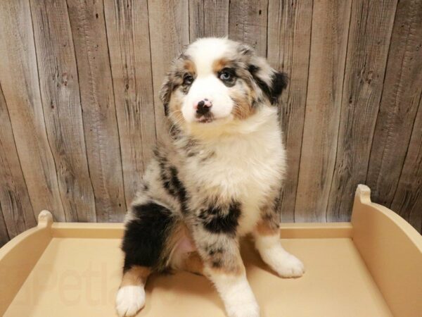 Miniature American Shepherd/Toy Australian Shepherd-DOG-Male-Blue Merle-27114-Petland Racine, Wisconsin