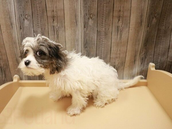 Cavachon DOG Male Blue Merle / White 27112 Petland Racine, Wisconsin