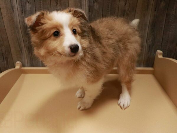 Shetland Sheepdog DOG Female Sable / White 27111 Petland Racine, Wisconsin