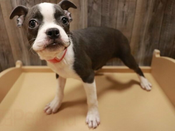 Boston Terrier-DOG-Female-Blue / White-27108-Petland Racine, Wisconsin