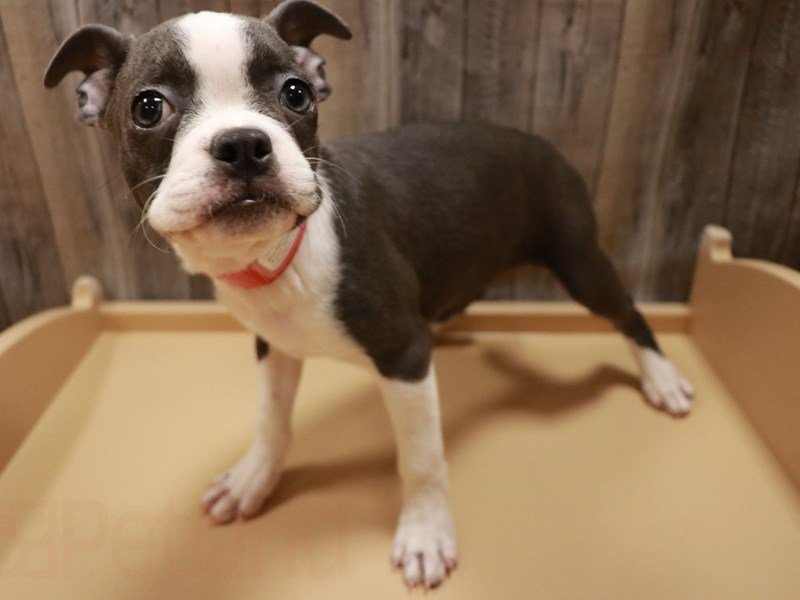 Boston Terrier