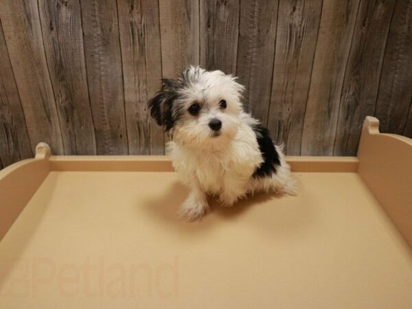 Havanese DOG Female Black / White 27107 Petland Racine, Wisconsin