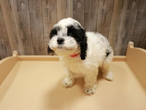 Cocker Spaniel-DOG-Female-White-27101-Petland Racine, Wisconsin