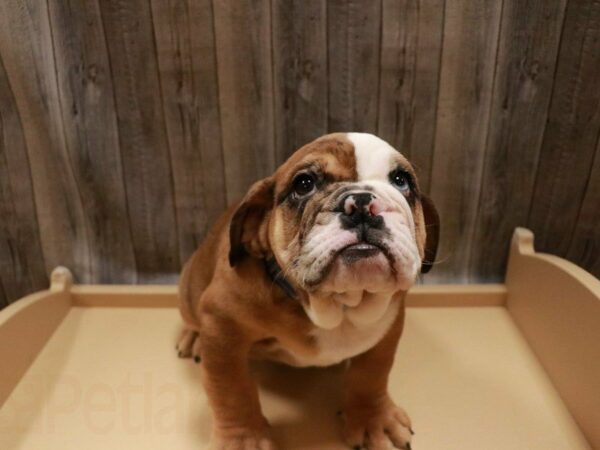 English Bulldog DOG Male Red Merle 27098 Petland Racine, Wisconsin