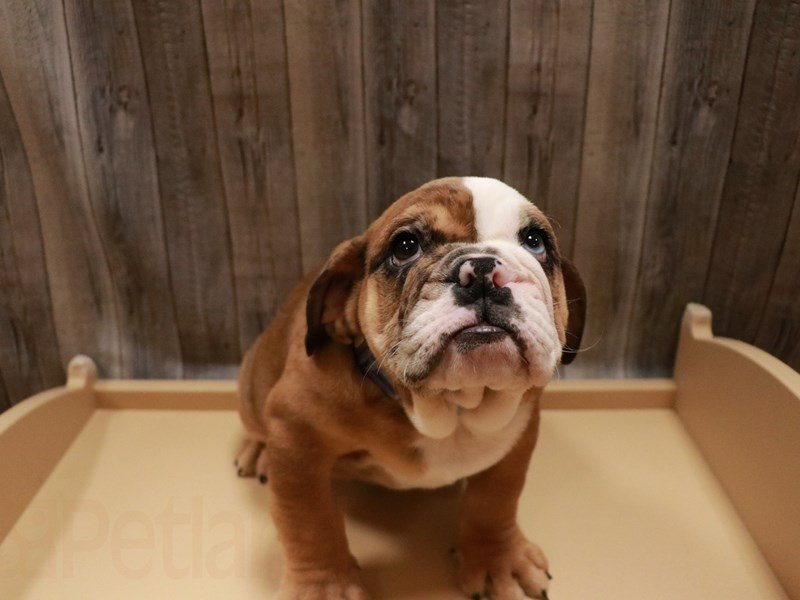 English Bulldog
