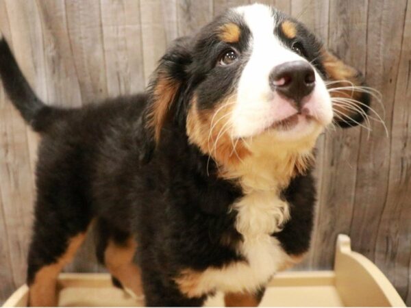 Bernese Mountain Dog DOG Male Black Tan / White 27097 Petland Racine, Wisconsin